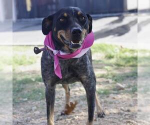 Bluetick Coonhound-Doberman Pinscher Mix Dogs for adoption in San Antonio, TX, USA