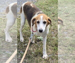 Beagle-Unknown Mix Dogs for adoption in Rustburg, VA, USA