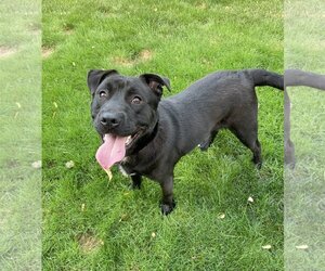 Labrador Retriever-Unknown Mix Dogs for adoption in Rochester, NY, USA