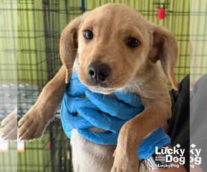Labrador Retriever-Unknown Mix Dogs for adoption in Washington, DC, USA