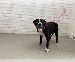 American Pit Bull Terrier Dogs for adoption in San Bernardino, CA, USA