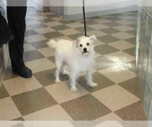 Parson Russell Terrier Dogs for adoption in Toronto, Ontario, Canada