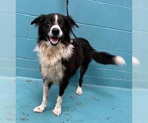 Border Collie Dogs for adoption in San Antonio, TX, USA