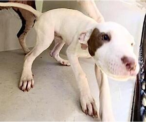 Mutt Dogs for adoption in Houston, TX, USA