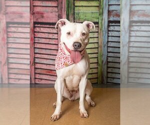 American Pit Bull Terrier Dogs for adoption in Little Elm, TX, USA