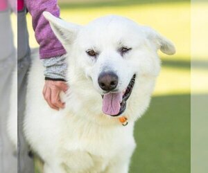 Small Pyrenees Husky