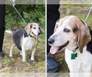 Bagle Hound Dogs for adoption in Warwick, RI, USA