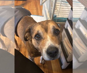 Shepradors Dogs for adoption in Stephens City, VA, USA