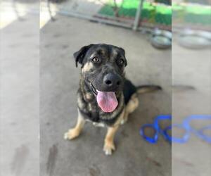 German Shepherd Dog Dogs for adoption in Chula Vista, CA, USA