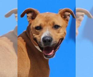 American Pit Bull Terrier-Labrador Retriever Mix Dogs for adoption in Burbank, CA, USA