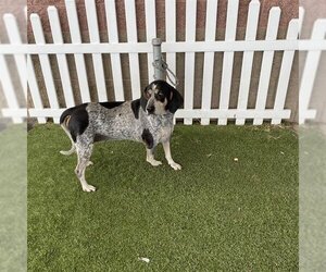 Bluetick Coonhound Dogs for adoption in Modesto, CA, USA