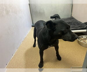 Mutt Dogs for adoption in Martinez, CA, USA