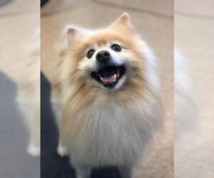 Pomeranian Dogs for adoption in Los Banos, CA, USA