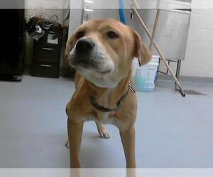 Labrador Retriever-Unknown Mix Dogs for adoption in Fayetteville, NC, USA