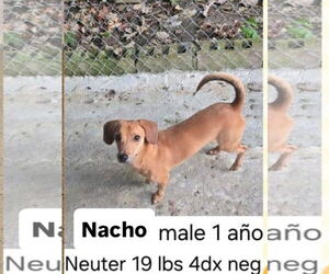 Dachshund-Unknown Mix Dogs for adoption in Virginia Beach, VA, USA