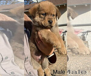 Mutt Dogs for adoption in Grafton, WI, USA