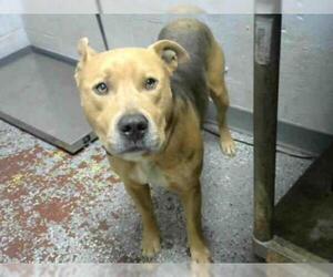 Bullmastiff Dogs for adoption in Atlanta, GA, USA