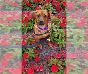 Puggle Dogs for adoption in Washington, DC, USA