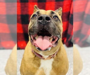 Presa Canario Dogs for adoption in Westminster, MD, USA