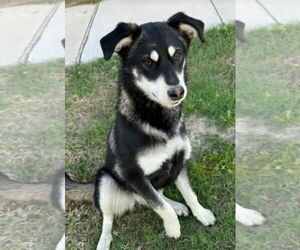 Australian Shepherd-Unknown Mix Dogs for adoption in Dallas, TX, USA