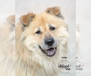 Chow Chow-Unknown Mix Dogs for adoption in Fountain Hills, AZ, USA