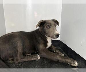 Labrador Retriever-Unknown Mix Dogs for adoption in Visalia, CA, USA