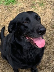Labrador Retriever Dogs for adoption in Boerne, TX, USA