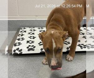 American Pit Bull Terrier Dogs for adoption in Ocala, FL, USA