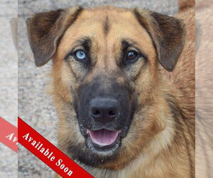 Gerberian Shepsky Dogs for adoption in Huntley, IL, USA