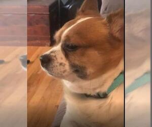 Chi-Corgi Dogs for adoption in Lancaster, PA, USA