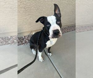 French Bulloxer Dogs for adoption in Chandler, AZ, USA