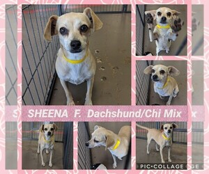 Medium Photo #1 Dachshund-Unknown Mix Puppy For Sale in Mesa, AZ, USA