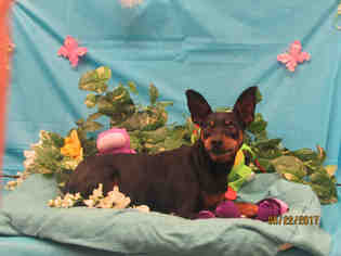 Miniature Pinscher Dogs for adoption in Grovetown, GA, USA