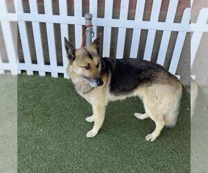 German Shepherd Dog Dogs for adoption in Modesto, CA, USA