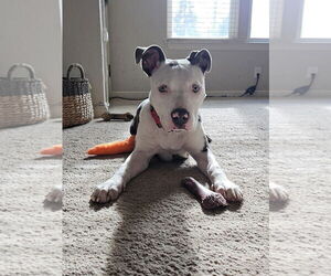 American Pit Bull Terrier Dogs for adoption in Berkeley, CA, USA