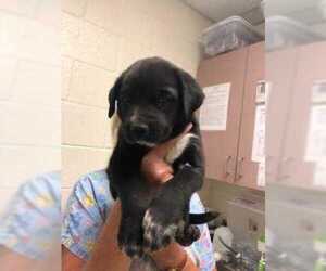 Chinese Shar-Pei-Labrador Retriever Mix Dogs for adoption in Taos, NM, USA