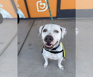 Bulldog-Staffordshire Bull Terrier Mix Dogs for adoption in Chandler, AZ, USA