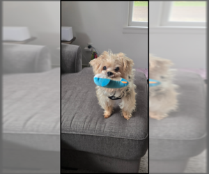 Mutt Dogs for adoption in Farmington, MN, USA