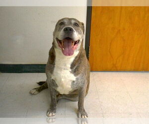 Mutt Dogs for adoption in Oroville, CA, USA