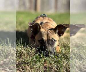 Mutt Dogs for adoption in Imlay City, MI, USA