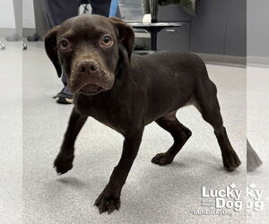 Boston Terrier-Pointer Mix Dogs for adoption in Washington, DC, USA
