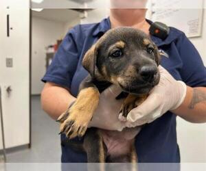 Doberman Pinscher-Unknown Mix Dogs for adoption in Tulsa, OK, USA