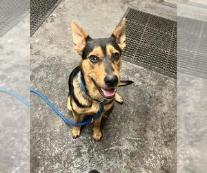 German Shepherd Dog Dogs for adoption in Stockton, CA, USA