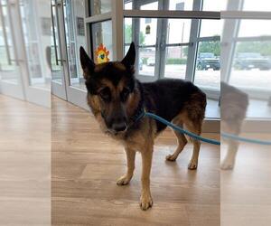 German Shepherd Dog Dogs for adoption in Pearland, TX, USA