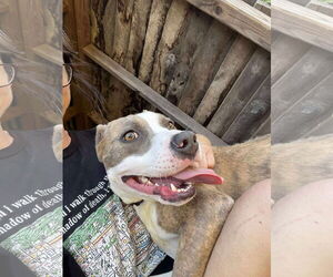 Mutt Dogs for adoption in Rustburg, VA, USA