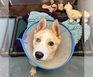 Siberian Husky-Unknown Mix Dogs for adoption in Lakewood, CO, USA