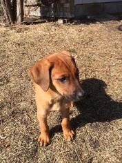 Medium Photo #1 Coonhound-Unknown Mix Puppy For Sale in Minneapolis, MN, USA