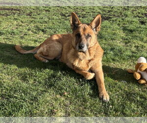 German Shepherd Dog-Unknown Mix Dogs for adoption in Polson, MT, USA