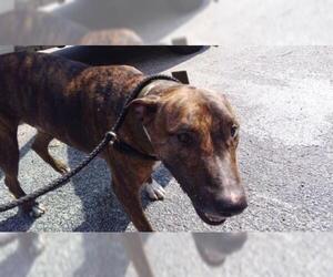 Bull Terrier Dogs for adoption in Fort Lauderdale, FL, USA