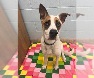 Mutt Dogs for adoption in Brighton, CO, USA